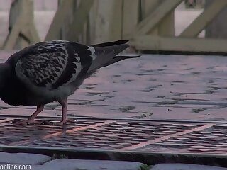 Scandal in the Vatican - Joel Birkin